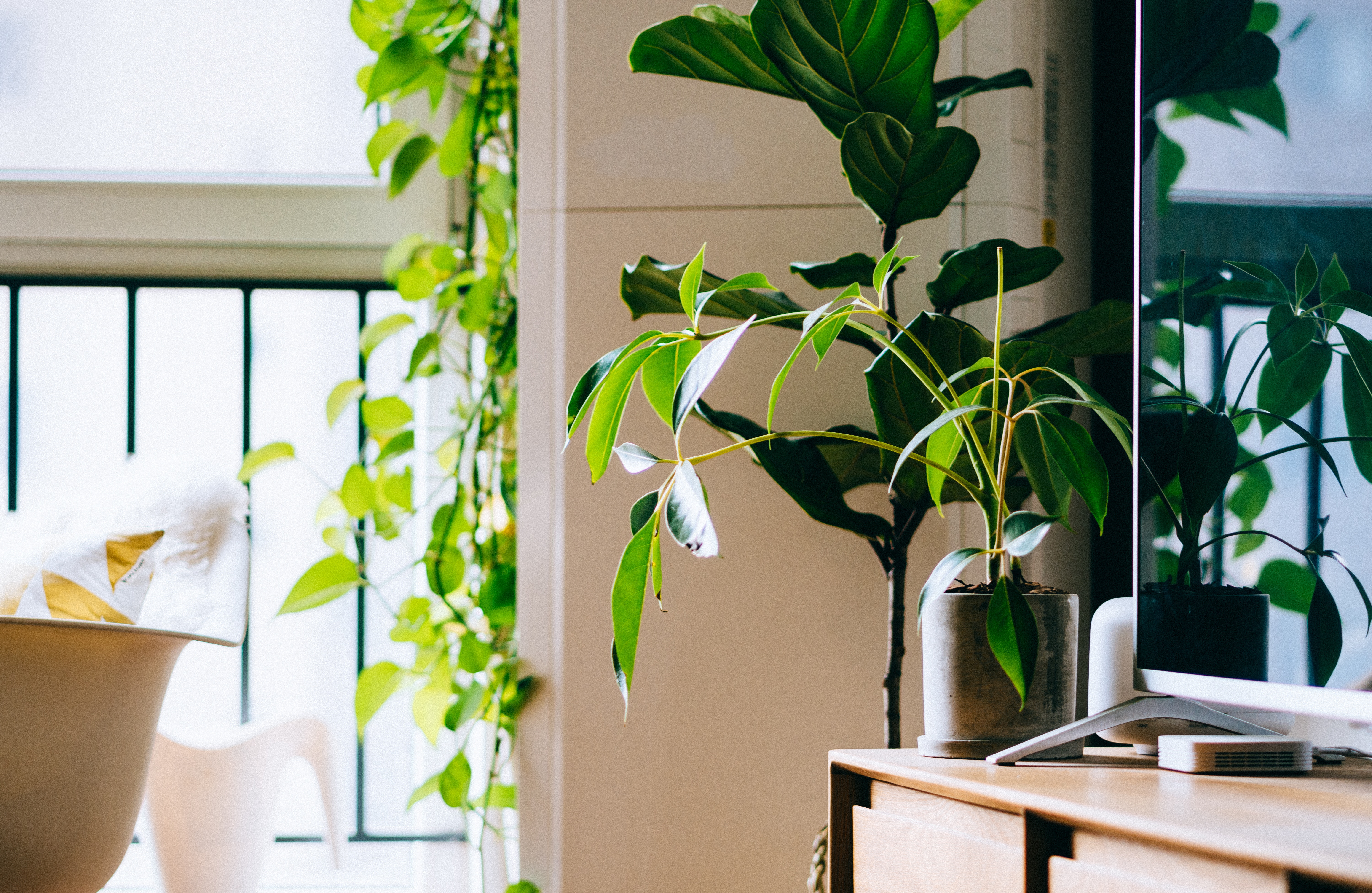 office plants for productivity